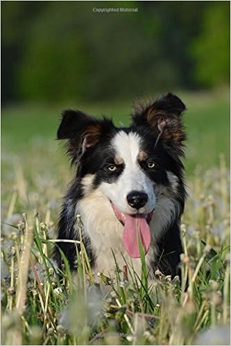 Buy A Black And White Border Collie Dog In A Meadow Journal Book
