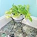 Achla Designs GBS-20 Multi-Use, Small Wrought Iron Metal Plant birdbath Bowl Stand Flowerpot Holder, 8
