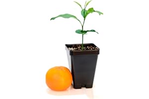 GERALD WINTERS AND SON Nules Clementine Starter Plant. Citrus Clementina. 3" - 5"