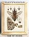 Bee Diagram - Perfect Educational Poster for Homeschool or Classroom Decor, Vintage Bee Farm Wall Arts, Great Gift for Beekeepers, 11x14 Unframed Art Print Poster