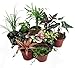 Terrarium & Fairy Garden Plants - 10 Plants in 2" pots primary
