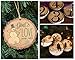 Natural Wood Slices 35 Pcs 2.4