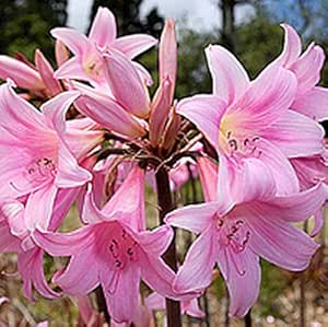 Amazon.com: Amaryllis Belladonna - Naked Ladies 3 Large Bulbs: Garden