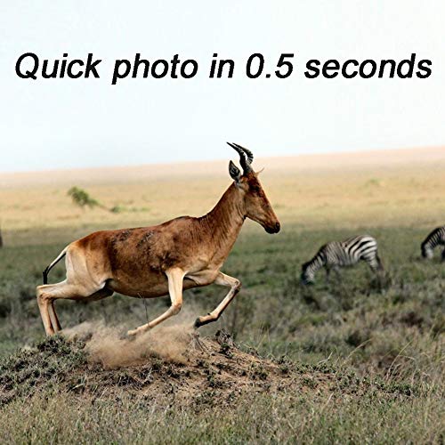 MZBZYU Wildkamera FHD 1080P Bewegungsmelder mit 32 GB SD-Karte und 34 Stück Infrarot-LED Wasserdicht IP54 120… – Bild 4