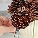 Factory Direct Craft Natural Lacquered Pinecones with Wire Stems - for Christmas Holiday, Thanksgiving and Fall Decorations (Package of 12)