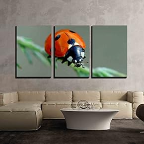 3 Piece Canvas Wall Art - Ladybird on Leaf. Spring Nature - Modern Home Art Stretched and Framed Ready to Hang - 16"x24"x3 Panels