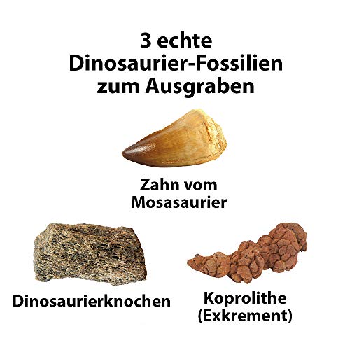 image for NATIONAL GEOGRAPHIC Dino Fossil Dig Kit - Excavate 3 real fossils incl