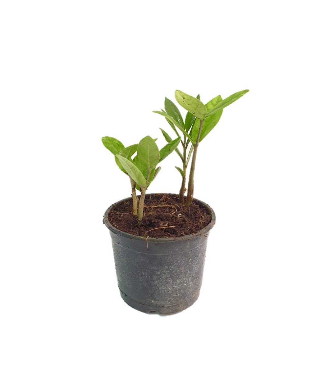 Root Bridges ZZ Indoor Air Purifying Plant (Pot Included) Amazon.in Garden & Outdoors