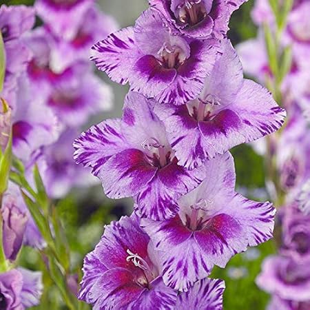 FernsFly IMP. Sword lily Gladiolus | Gladiola | Gladioli Flower Bulbs Home Outdoor Flowering Gardening Bulbs Blooming planting (Pack of 1 Passos Gladiolus)