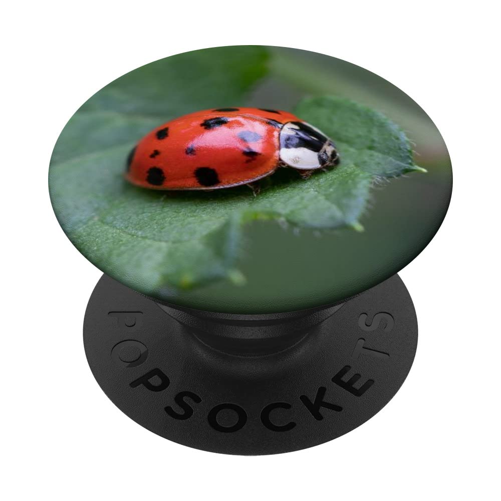 Beetle Bug PopSockets Swappable PopGrip