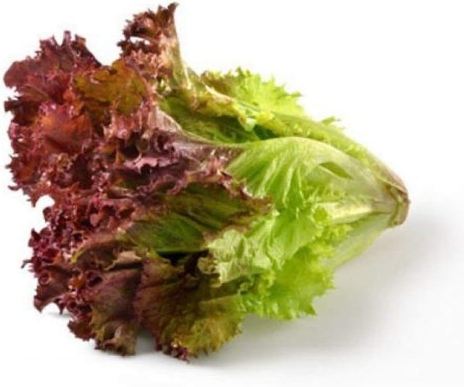 Oak Leaf red Lettuce (oakleaf) Seeds Loose Leaf Bulk Crisp 500 Seeds