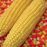 "Kandy Corn" Hybrid Vegetable Corn Seeds, 25+ Premium Heirloom Seeds, Incredible Flavor, Hot Price! (Isla's Garden Seeds), Non GMO Seeds, 85% Germination, Highest Quality Seeds, 100% Pure