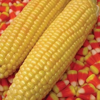 Amazon.com : Xtra-Sweet Hybrid Corn Seeds - 105 Seeds ...