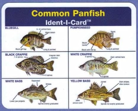 panfish