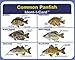 Ident-I-Cards Common Panfish Freshwater Fish Identification Card