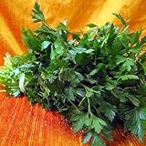 Italian Flat Leaf Parsley - Favored by Chefs! - 3