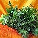 Italian Flat Leaf Parsley - Favored by Chefs! - 3" Pot