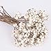 Tallow Berries Dried, Natural Stem Wedding Floral Décor White Tallow Berries Dried Flower Dried Plants Natural Stem Bouquet Farmhouse Style Floral Decoration Wreath DIY Handicraft