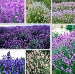 Amazon Co Jp ホワイト 大セール ラベンダー種子ハーブ種子ガーデンバルコニーポット四季の花の種 Diy Tools Garden