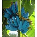 Banana Seeds 200pcs Blue Banana Tree Seeds Delicious Rare Fruit musa Blue Java