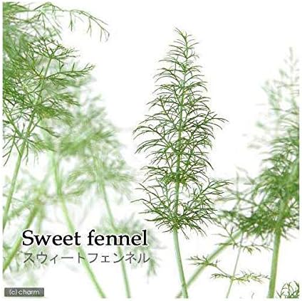 Amazon Co Jp 観葉植物 ハーブ苗 フェンネル スイート ３号 １ポット 家庭菜園 ペット用品