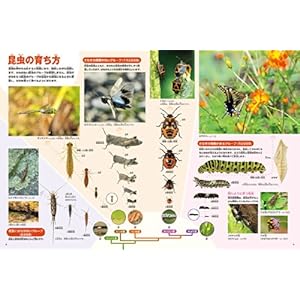 (Picture Book NEO Shogakukan) DVD with a New Edition Insect