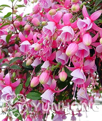 100pcs/bag Fuchsia Seeds, Fuchsia Flowers,Lantern Flower, Begonia Flower,Seeds Flower Seeds, Plant for Home Garden