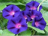 GrandPa Ott Purple Morning Blooming Vine Seeds - Approximately 165 Seeds