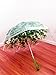 Clear Bubble Umbrella, Green Clear Umbrella, Auto Clear Umbrella, Dome Clear Umbrella