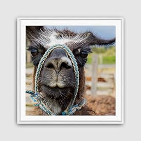 Framed Canvas Wall Art Alpaca Canvas Prints Home Artwork Decoration for Living Room,Bedroom - 16x16 inches