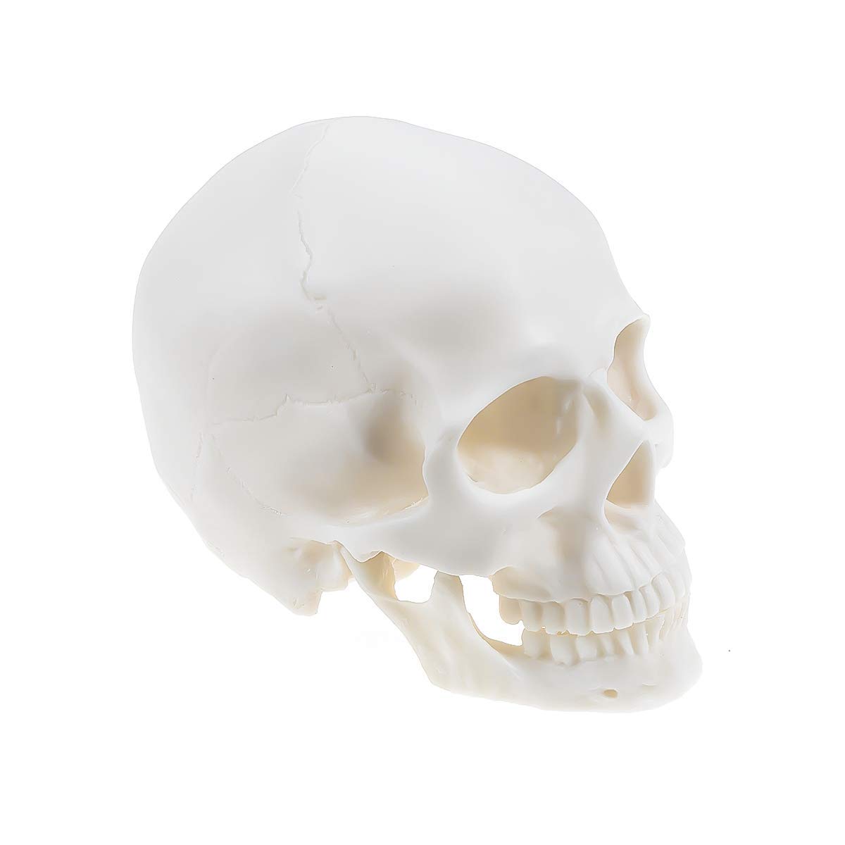 Mike Dental 1:1 Human Skull Model Life Size Anatomical Medical Teaching Skeleton Head