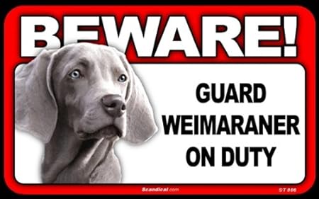 weimaraner guard dog