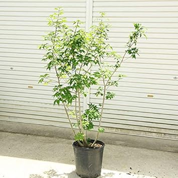 Amazon 庭木 アオダモ コバノトネリコ 株立ち 樹高1ｃｍ 全高130ｃｍ ヤマト便大型商品発送 植木
