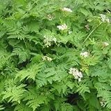 OutsideprideChervil Herb & Microgreens Seeds - 5000 Pcs. Annual, Adaptable & Versatile, Herb Seeds for Planting Aromatic, Flavorful Green Foliage for Culinary Creations & Herb Gardens