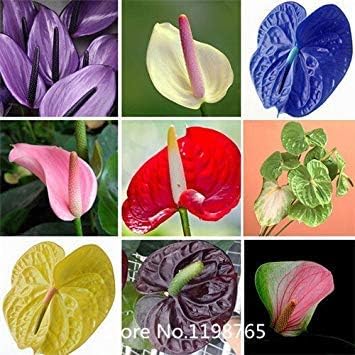 Homely Anthurium Seeds, Anthurium Seeds, Bonsai Balcony Flower, Anthurium Flower Seeds - 100 Pcs/Ba Bonsai Seeds
