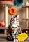 Livro Paraíso Felino: Transforme sua casa no lugar favorito do seu gato (Conexão Felina: Entendendo e Cuidando do Seu Gato)