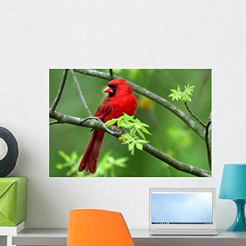 Cardinal Wall Decals Kritters in the Mailbox Cardinal Wall Decal