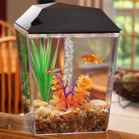 Aqua Culture One Gallon Aquarium Starter Kit with LED Light &amp; Filter System by Aquaculture