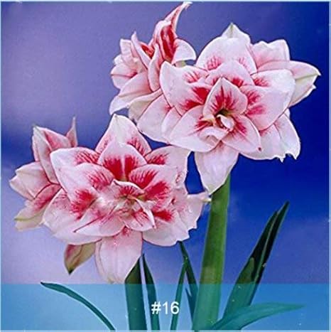 Amazon Co Jp 2個のアマリリス球根盆栽バルバドスリリーないバルコニーの花アマリリス球根水耕ルート鉢植えの花 Amaryllis16 ホーム キッチン