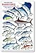 Gamefishes Tropical Atlantic and Caribbean Identification Card