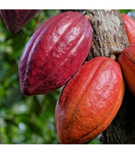 Amazon.com : Fresh Cacao Seeds for Planting - Wet Cocoa Seeds - Make  Chocolate, Great as Bonsai (4 Seeds) : Patio, Lawn & Garden
