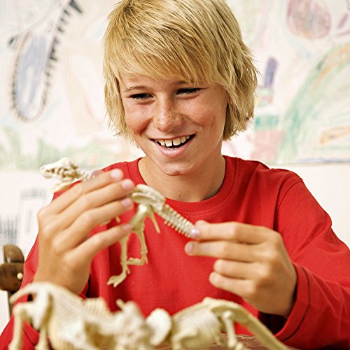 4M Kidz Labs Dig a Dinosaur Triceratops