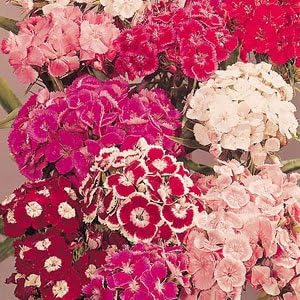Sweet William Auricula Eyed Large Flowered Mixed - 200 Seeds