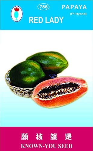 red lady f1 hybrid 786 papaya seeds