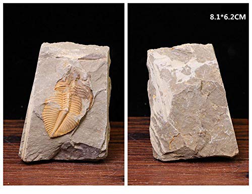 2 Sunny+Hill+Chinese+Xiangxi+Trilobite