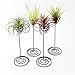Hotoco air plant stand holder air plant base Container Tabletop Planter Tillandsia Planter Racks(3 Pack)thumb 4