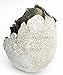 Ebros Gift Jurassic Era Predator Tyrannosaurus Rex In Egg Dinosaur Figurine Dino Hatchling Egg Crackling Baby Collectible Sculpture Of Prehistoric Giant Animals Ice Age Land Before Time Fossil Replica