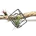Rustic Style Freestanding Hanging Metal Tillandsia Air Plant Rack Holder Black Bronze 3.15inches x 3.15inches Height Quadrilateral Cube Shape Geometric (black) No Plants