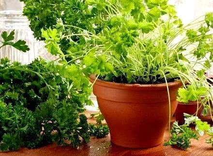 Coriander Seeds Cilantro Chinese Parsley up to 500 Seeds - Thumbnail 6