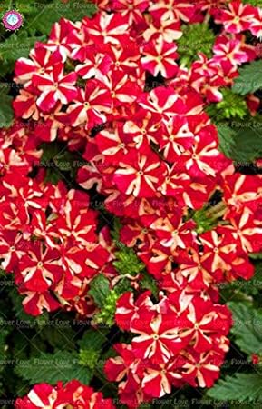 Amazon 50pcsのバーベナの種 バーベナhortensis バーベナaの種子花の種子ホームガーデンの花の種 3 スノーダンプ ラッセル